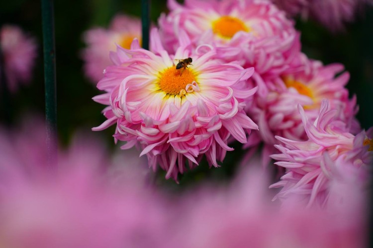 Не падал первый снег и розы зацвели: какие сюрпризы принесла погода 1 декабря в Крыму Не падал первый снег и розы зацвели: какие сюрпризы принесла погода 1 декабря в Крыму