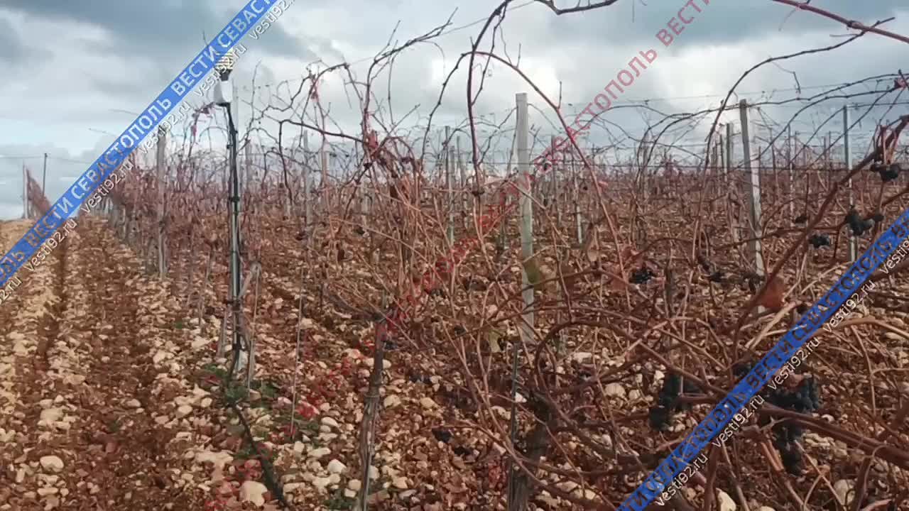 В Севастополе проходит обязательный технический осмотр самоходной техники