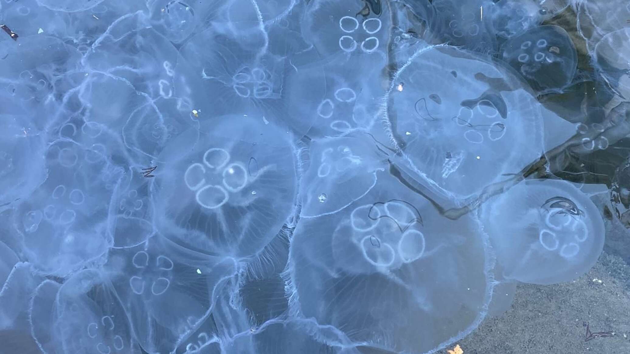 Медузы из бухты Ласпи уже не выйдут: что привело к их скоплению