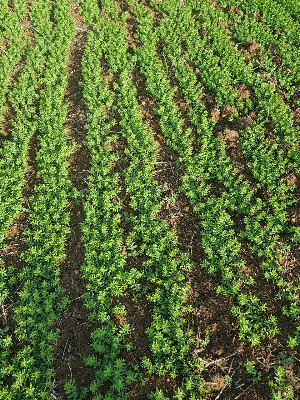 Сотрудники администрации продолжают рабочие выезды по оценке состояния озимых культур Сотрудники администрации продолжают рабочие выезды по оценке состояния озимых культур