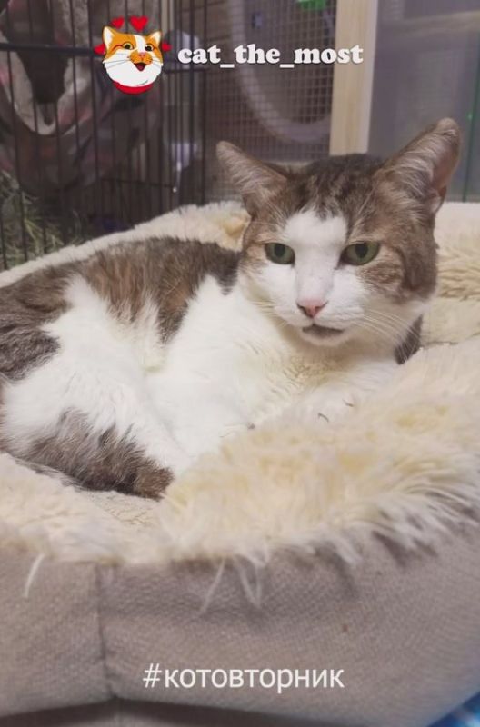 Кот Мостик: #Котовторник. Сегодня традиционно показываю ваших пушистых Жду новые фото — сделаем следующий вторник ещё теплее @cat_the_most
