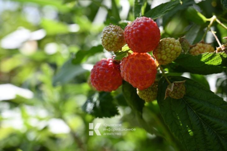 В следующем году Крым может лишиться урожая малины