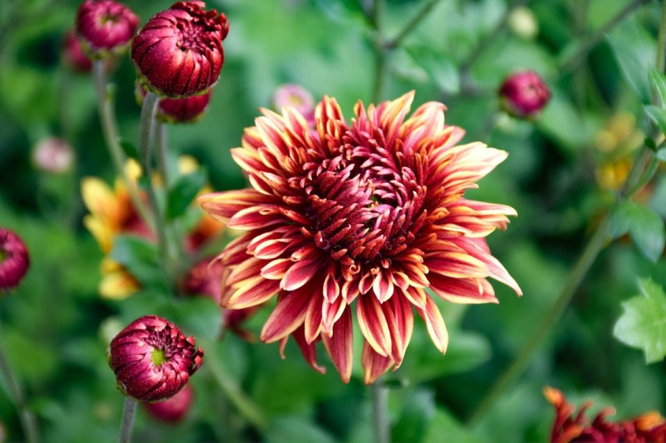 В Никитском ботсаду определена принцесса Бала хризантем «Осеннее танго»