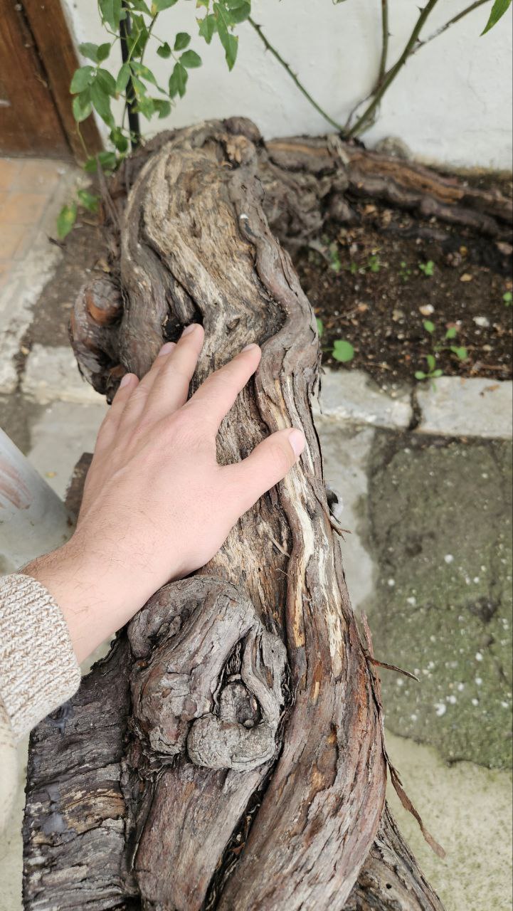 В Гурзуфе цветет самая старая роза Крыма