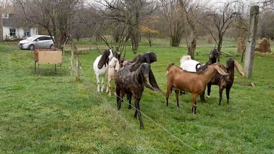 От четырех коз - к собственной сыроварне: кубанский фермер показал губернатору уникальную ферму