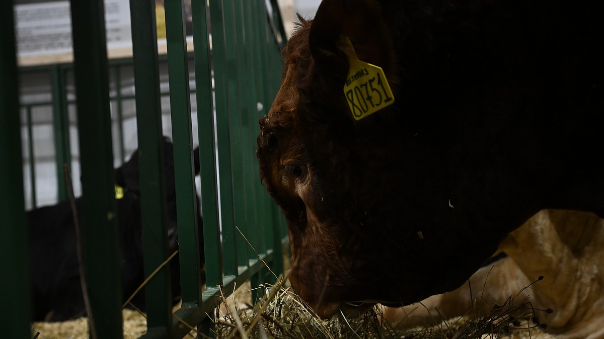 Крым получит 1,1 млн рублей на развитие геномной селекции в животноводстве