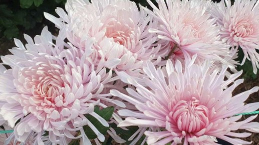 В Крыму выбрали "королеву" бала хризантем