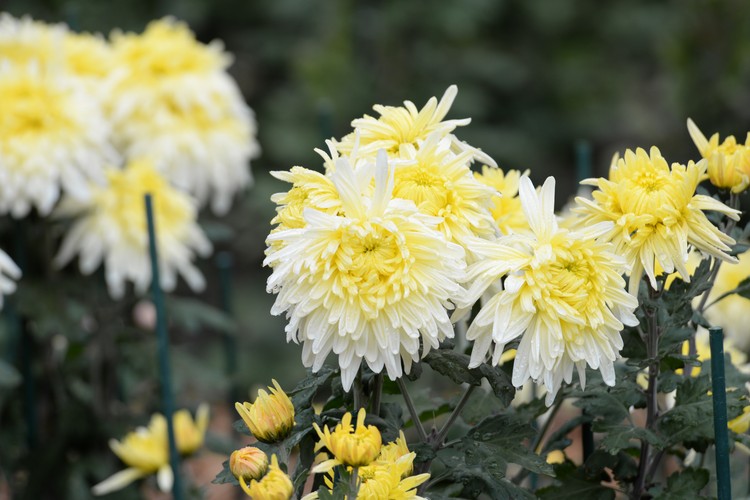 «Фламинго» стал королевой: в Крыму назвали самый красивый цветок «Бала хризантем» 2025 «Фламинго» стал королевой: в Крыму назвали самый красивый цветок «Бала хризантем» 2025