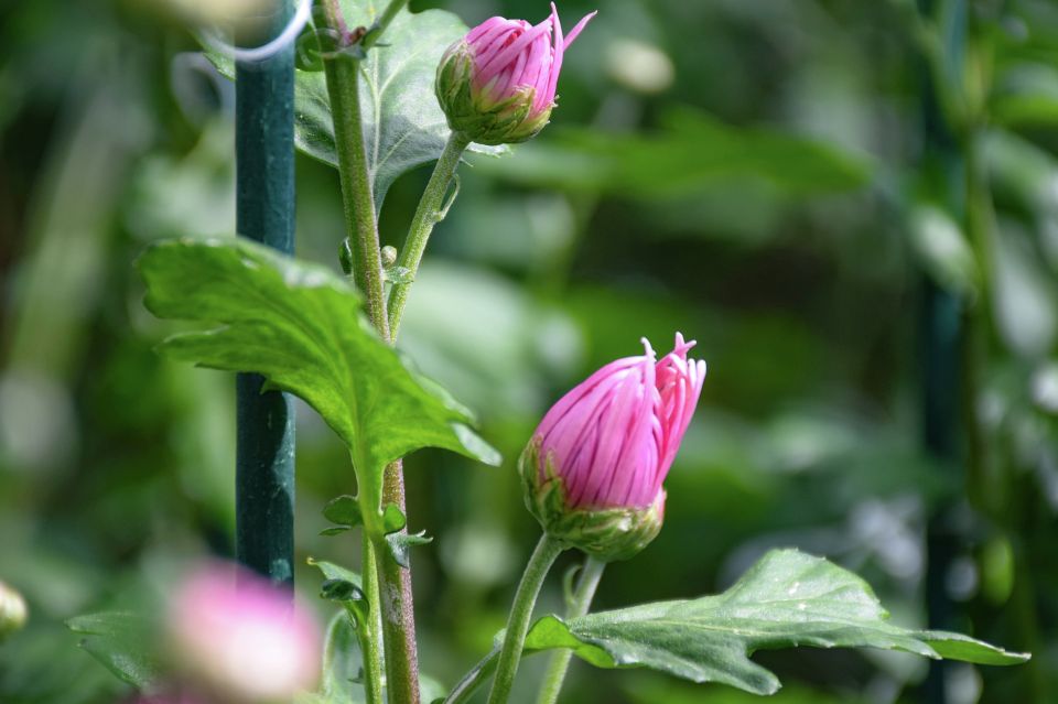 ��������� ������������ ��� ������� �������� � ��������� ���� ���������