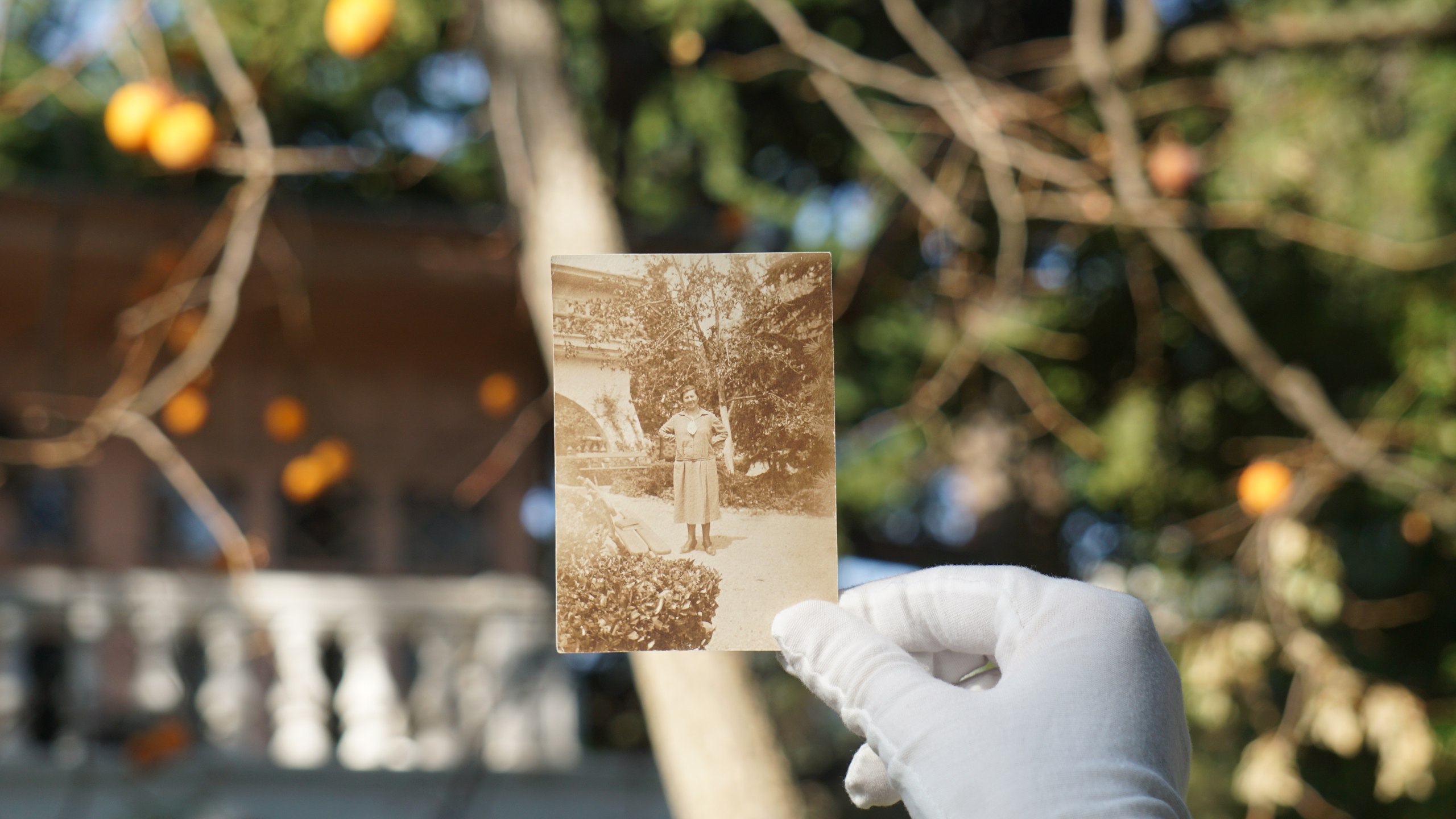 В саду Белой дачи в Ялте сейчас зреет хурма