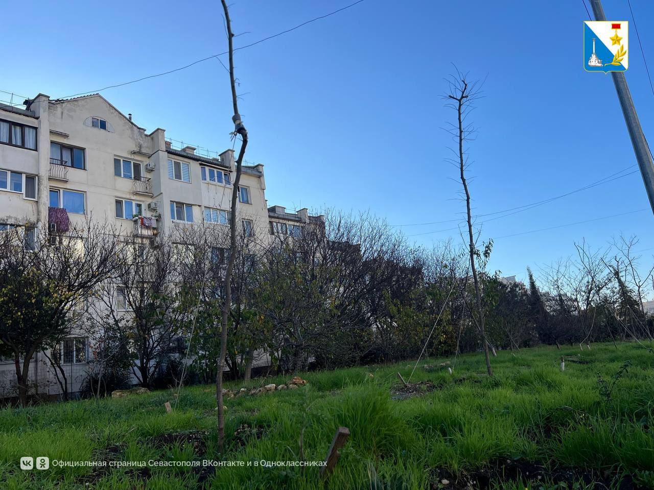 Первые результаты «Прямой линии» губернатора: на улице Маринеско уже идет замена засохших деревьев Первые результаты «Прямой линии» губернатора: на улице Маринеско уже идет замена засохших деревьев