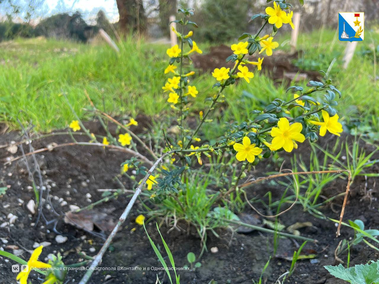 Первые результаты «Прямой линии» губернатора: на улице Маринеско уже идет замена засохших деревьев Первые результаты «Прямой линии» губернатора: на улице Маринеско уже идет замена засохших деревьев