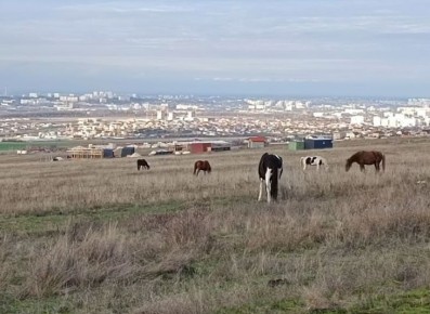 Под Симферополем обнаружили табун лошадей без присмотра