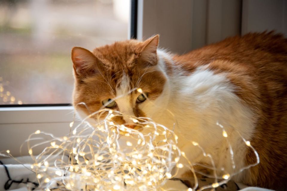 Кот Мостик: А уже пора украшать дом к новому году?