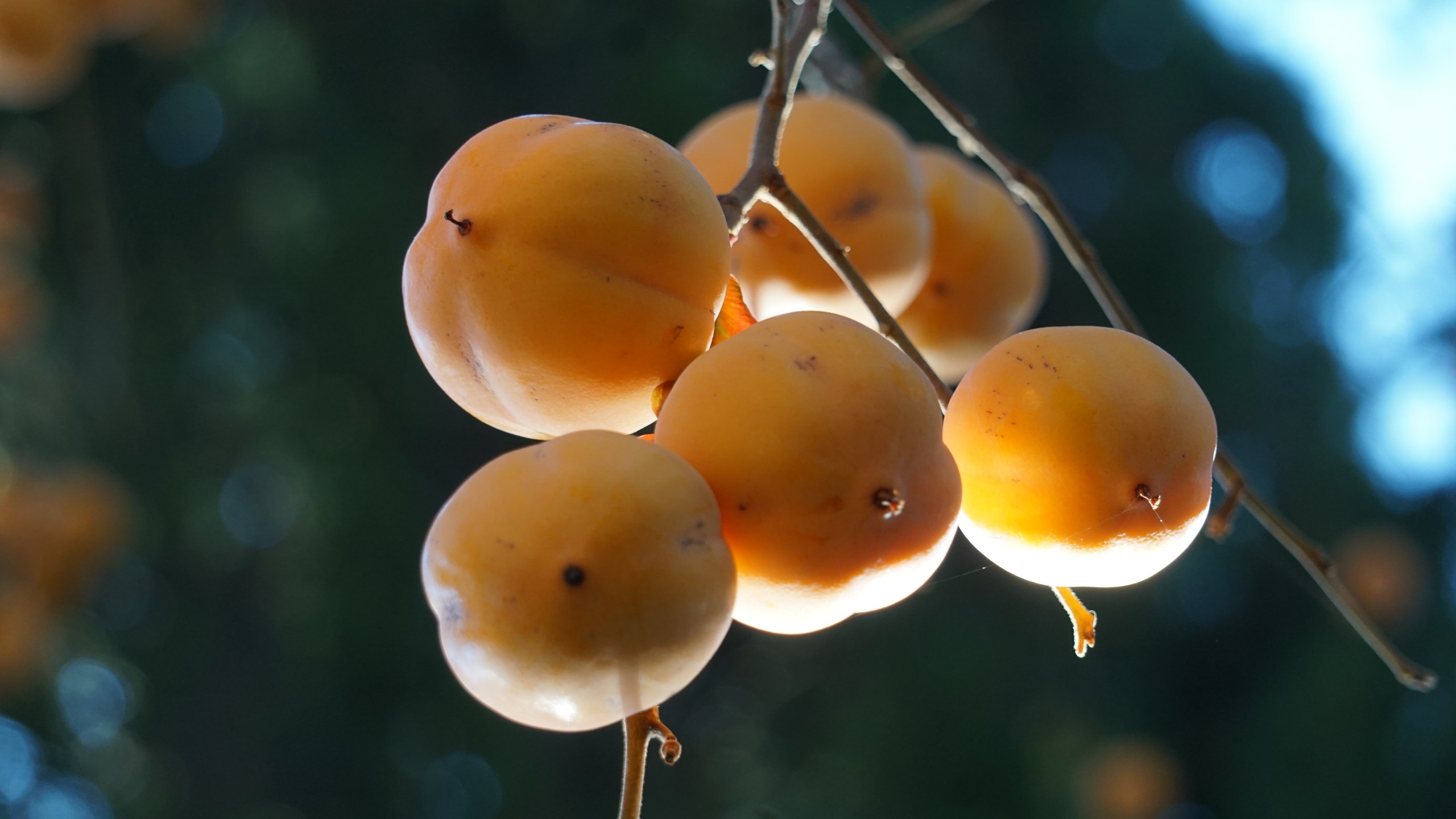 В саду Белой дачи в Ялте сейчас зреет хурма В саду Белой дачи в Ялте сейчас зреет хурма