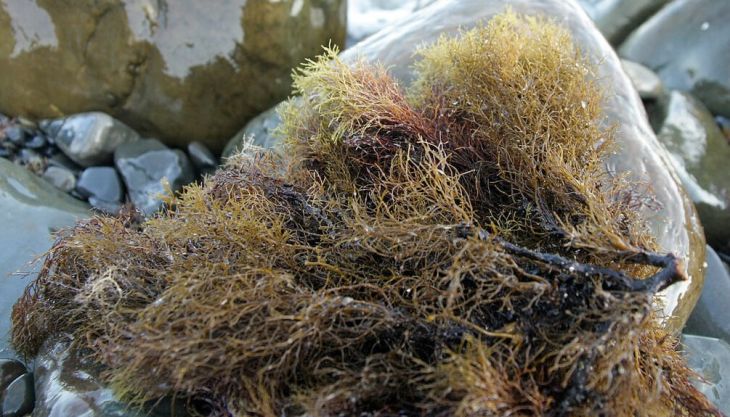 Морские «лекари»: какие водоросли скрываются у берегов Крыма