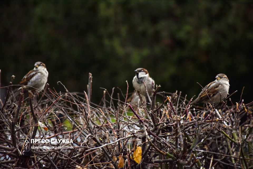 ������� ������ �� �������� � �����: ������� � �������