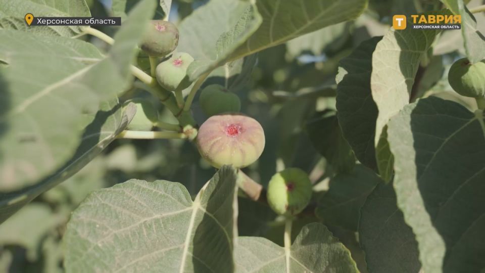 �������� ������: �� ������ ����������, ��� ��� ������ � ���, ��� ����� ����������� ���������� � 2030�2035 ����