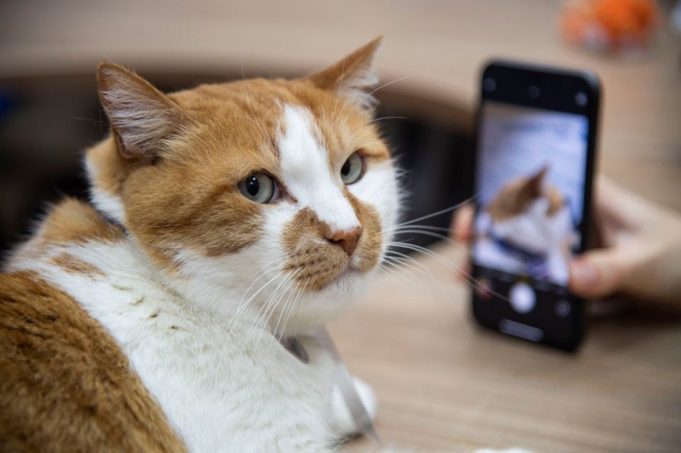 Кот Мостик: Собрал традиционную пятничную подборку новостей