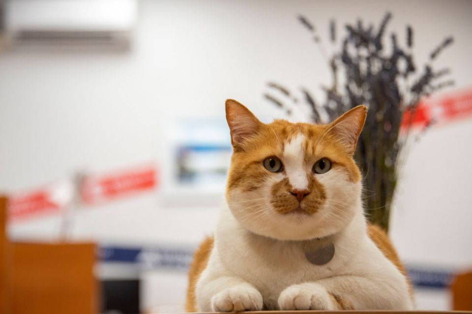 Кот Мостик: Пятничная планёрка в самом разгаре