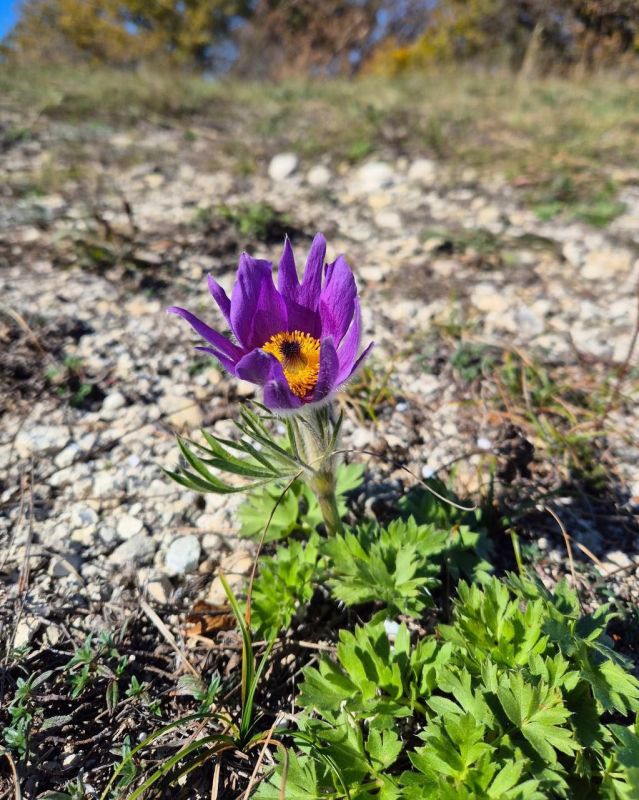 � ����� ������� ���-�����