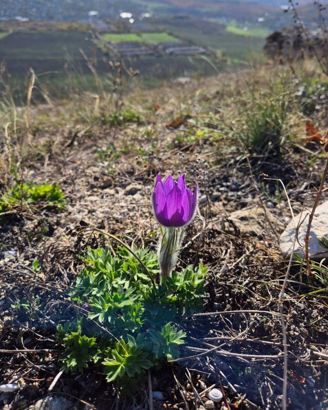 � ����� ������� ���-�����