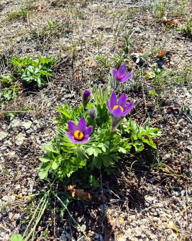 � ����� ������� ���-�����