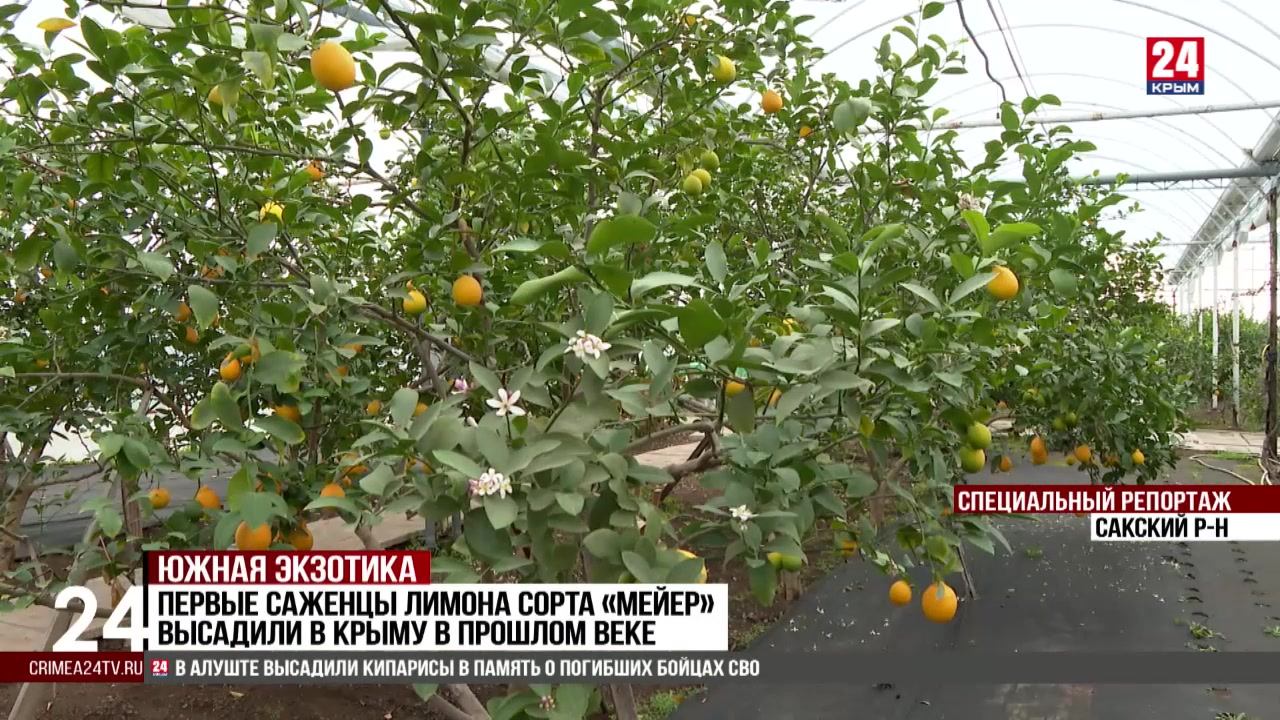 Семья Коротеевых выращивает в Бахчисарайском районе два сорта лимона: «Мейер» и «Павловский»