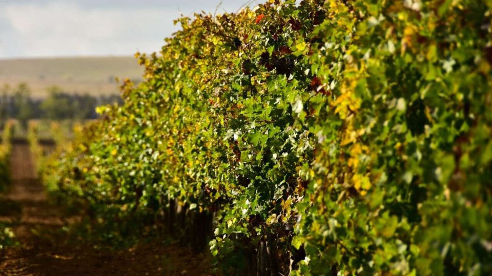 В Севастополе на 20% перевыполнили план по закладке новых виноградников