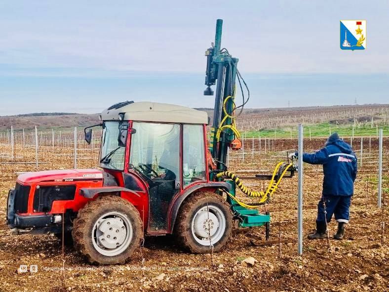 В этом году севастопольские аграрии заложили 264 гектара новых виноградников В этом году севастопольские аграрии заложили 264 гектара новых виноградников