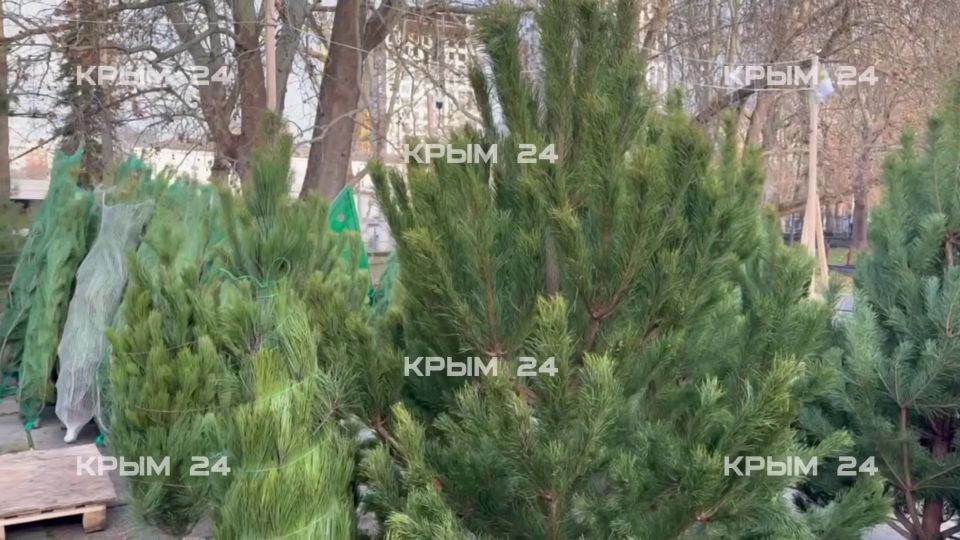 В Симферополе открылась первая точка продажи ёлок