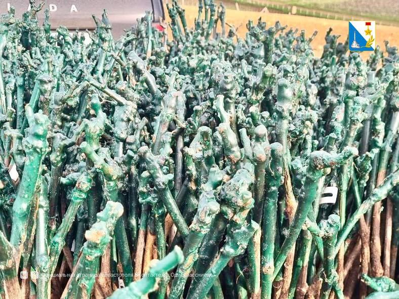 В этом году севастопольские аграрии заложили 264 гектара новых виноградников В этом году севастопольские аграрии заложили 264 гектара новых виноградников