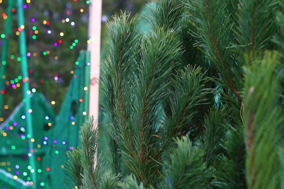 В Симферополе начали работать ёлочные базары