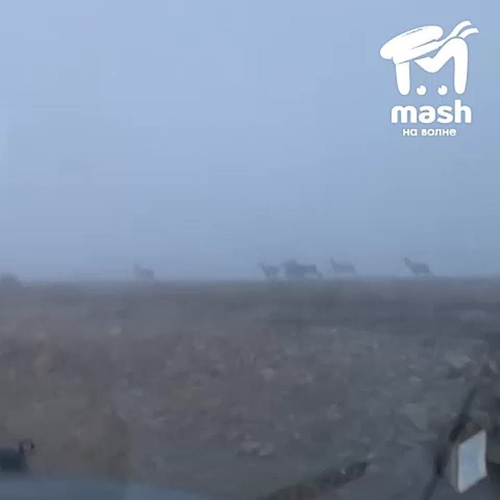 ���-���� ����� ���� ������ � ������ ��� �����