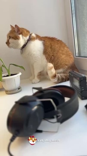 Кот Мостик: Выбрал идеальное место для обзора — сижу, наблюдаю, как коллеги работают