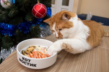 Кот Мостик: Все начинают думать, что поставить на новогодний стол…