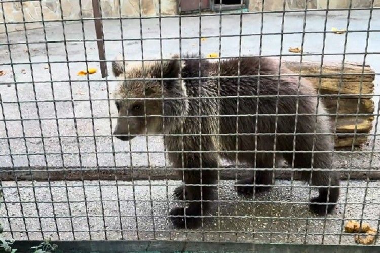 Подросток с неимоверной силой: спасенная медведица Лейла окрепла в «Тайгане», но живет на закрытой территории Подросток с неимоверной силой: спасенная медведица Лейла окрепла в «Тайгане», но живет на закрытой территории