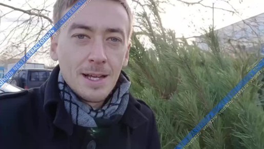 Сколько стоят новогодние деревья в Севастополе в этом году