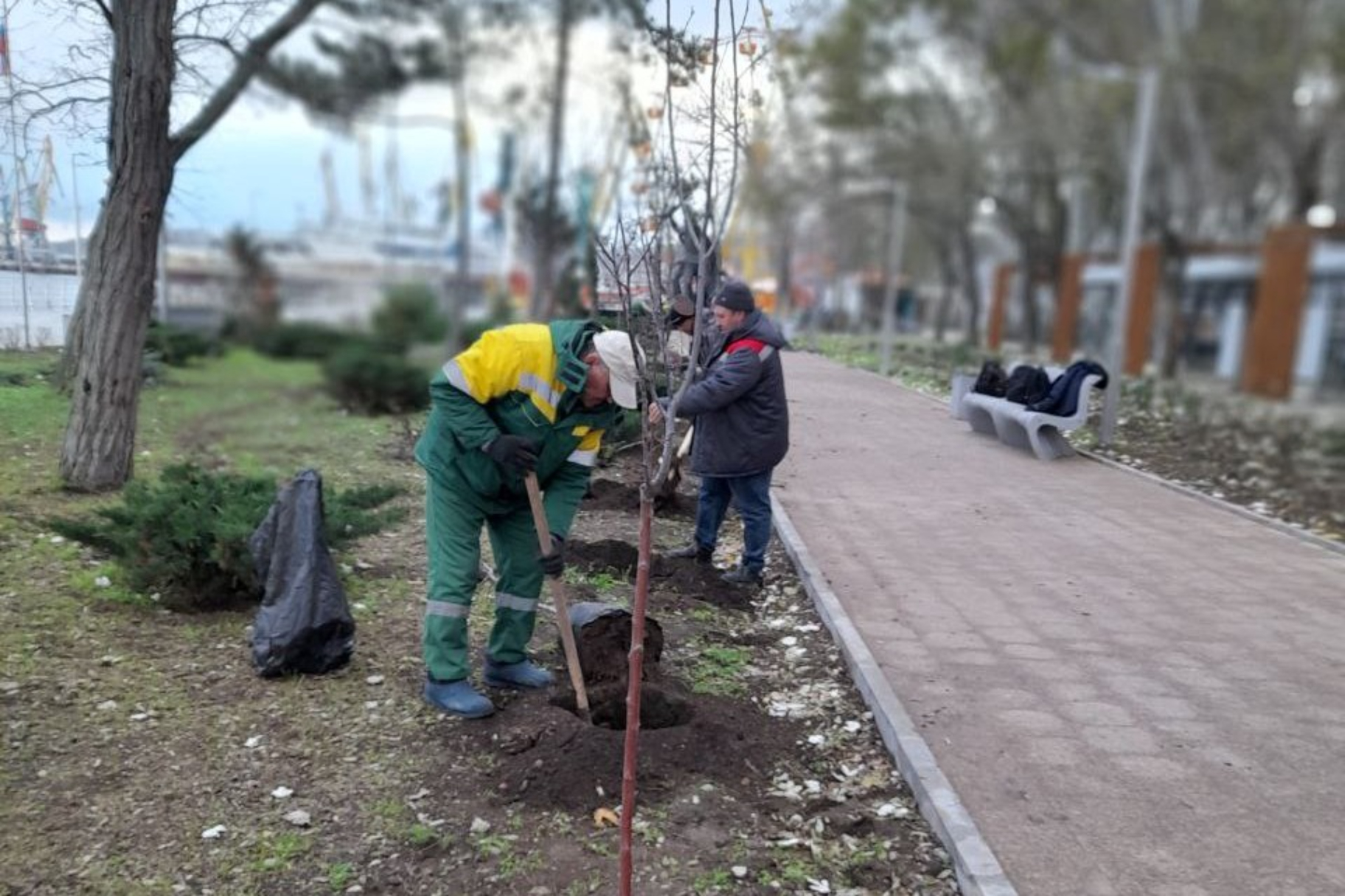 В Феодосии продолжается высадка молодых деревьев