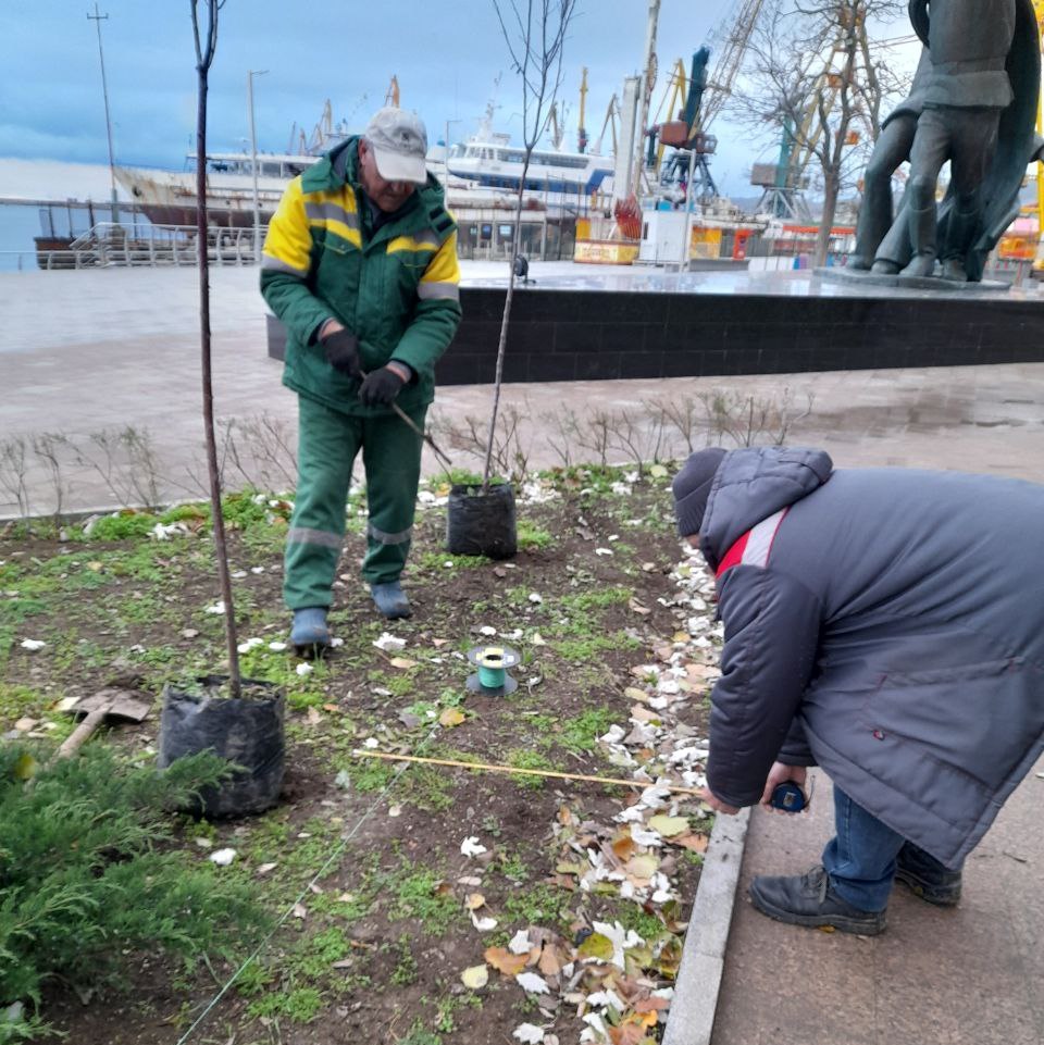В Феодосии продолжается высадка молодых деревьев В Феодосии продолжается высадка молодых деревьев