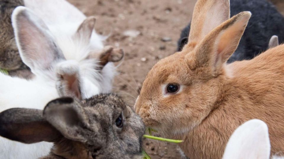 Миллионы на кроликов: фермер из Севастополя хотел обмануть государство