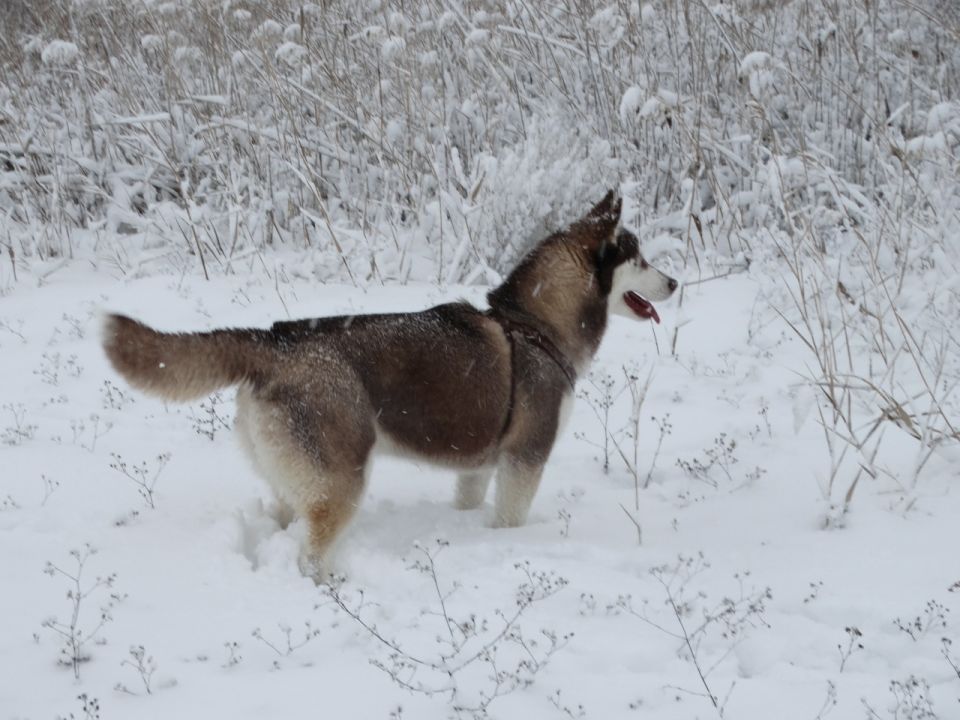 Кинолог рассказал, как поднять настроение собаке зимой