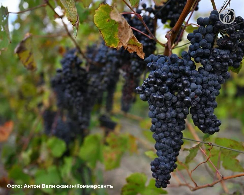 Дагестан поставил в Крым и Кубань свыше 1,5 млн саженцев винограда