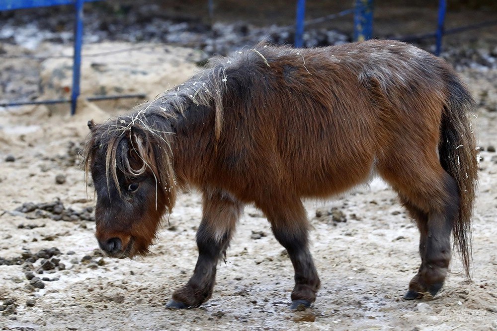 Как игрушечные. Мини-кони возят грузы и безошибочно предсказывают погоду Как игрушечные. Мини-кони возят грузы и безошибочно предсказывают погоду