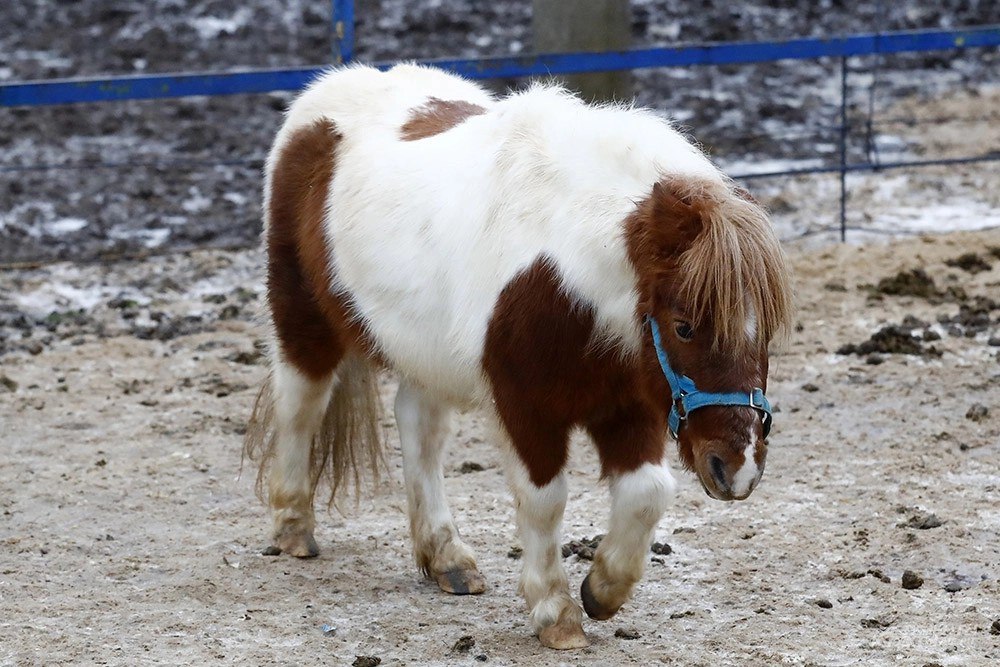 Как игрушечные. Мини-кони возят грузы и безошибочно предсказывают погоду Как игрушечные. Мини-кони возят грузы и безошибочно предсказывают погоду