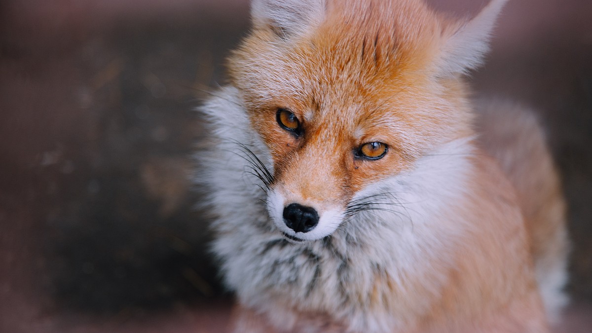 Порядка 800 тысяч диких и домашних животных вакцинировали в Крыму