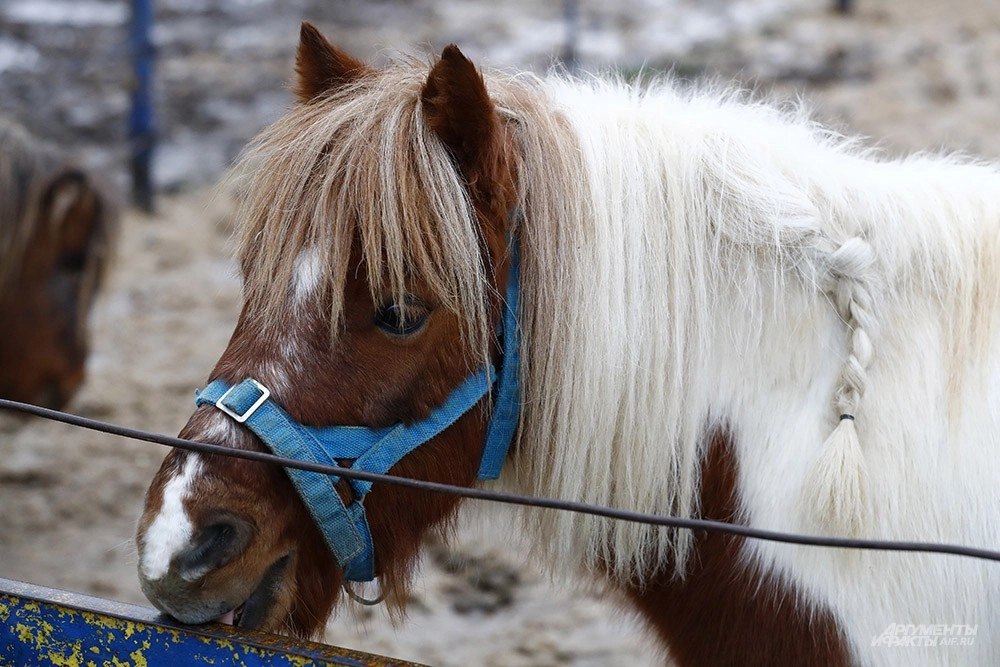 Как игрушечные. Мини-кони возят грузы и безошибочно предсказывают погоду Как игрушечные. Мини-кони возят грузы и безошибочно предсказывают погоду