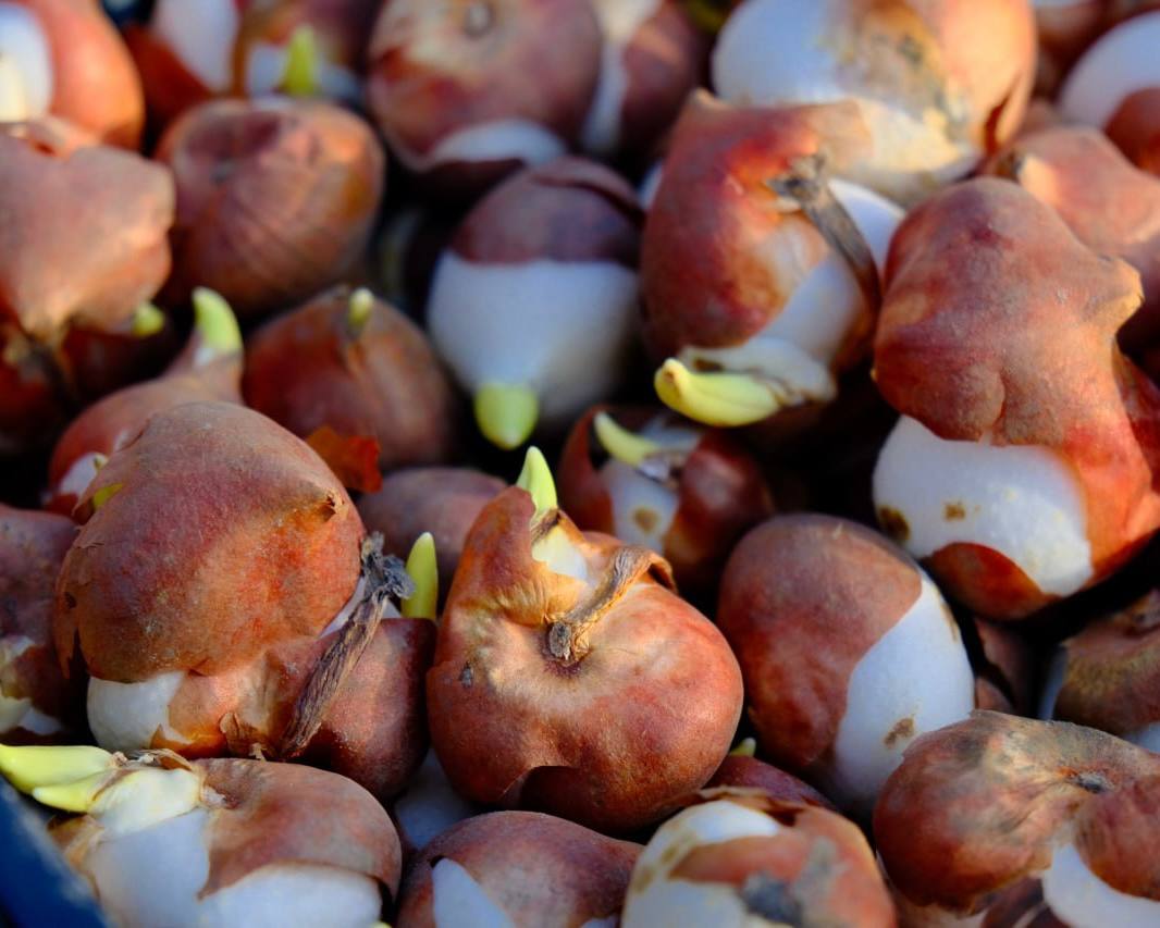 Янина Павленко: 5,5 тысяч тюльпанов расцветут весной в Милютинском парке Янина Павленко: 5,5 тысяч тюльпанов расцветут весной в Милютинском парке