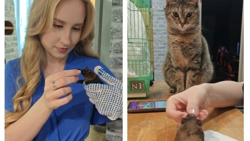 «У нее своя полка в холодильнике»: ростовчанка приютила у себя летучую мышь с переломом крыла