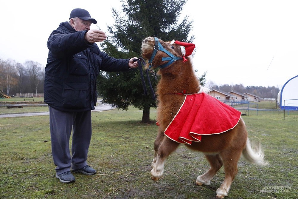 Как игрушечные. Мини-кони возят грузы и безошибочно предсказывают погоду Как игрушечные. Мини-кони возят грузы и безошибочно предсказывают погоду